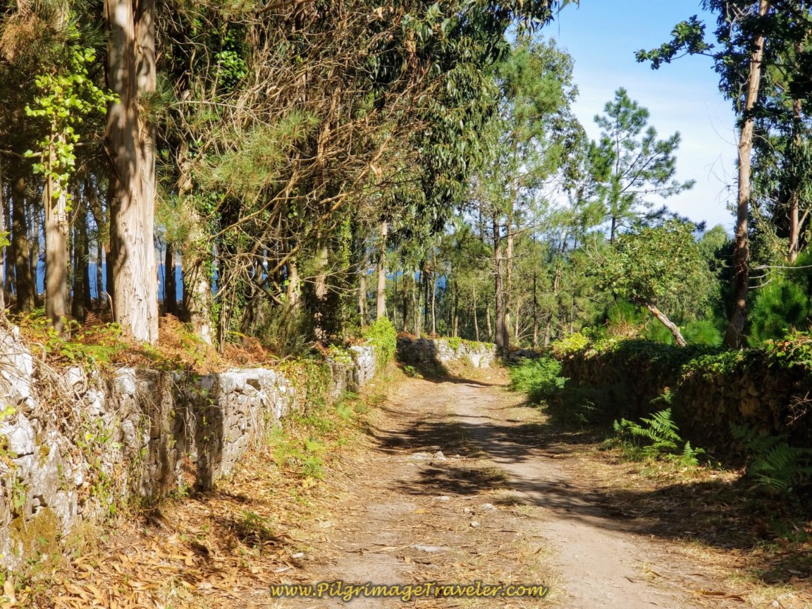 Dirt Road Through Eucalyptus Forest