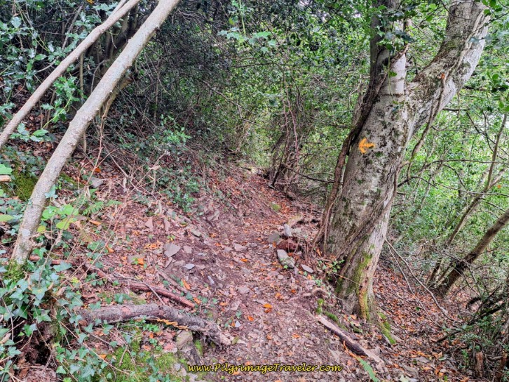 Descend into the Forest on Easier Trail