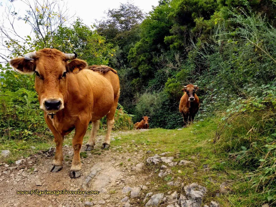 Cows Climbing on Camino de San Salvador