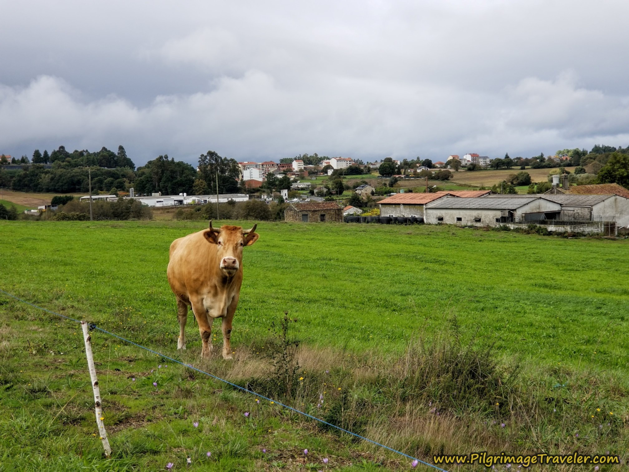 A Cow's Welcome to Chapa