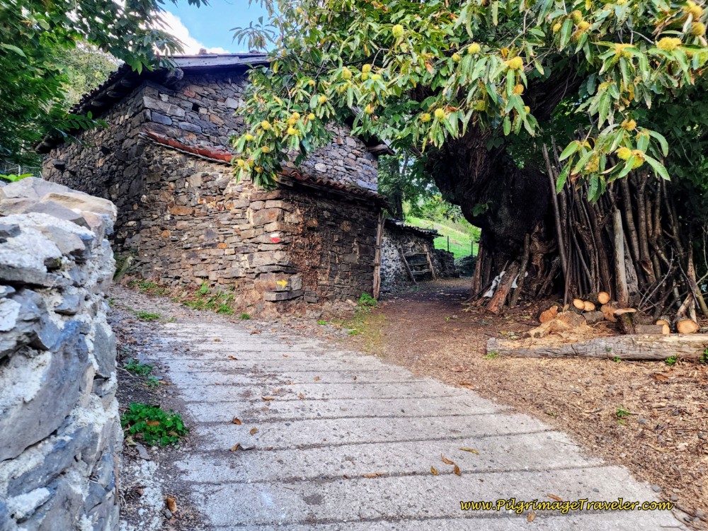 Right Turn at Majestic Chestnut Tree