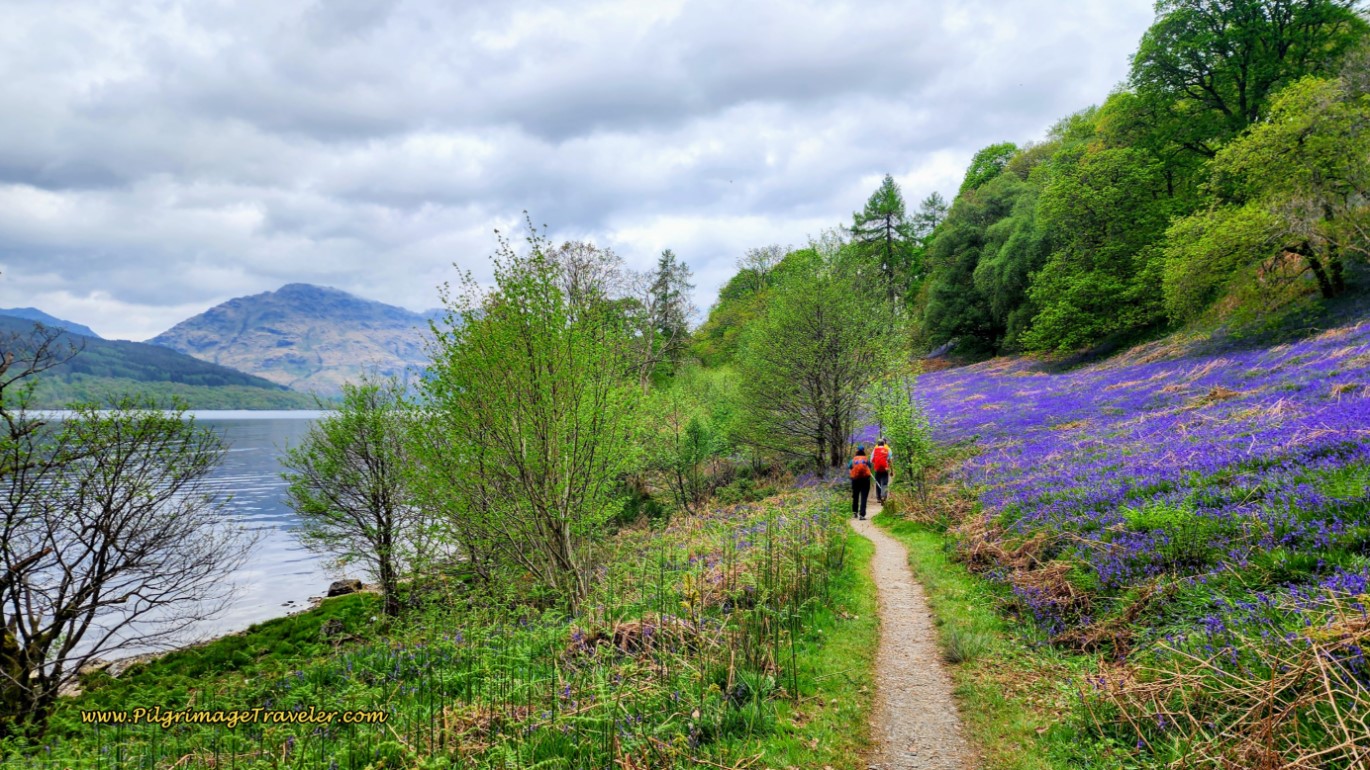Springtime Bluebells Along Loch Lomond
