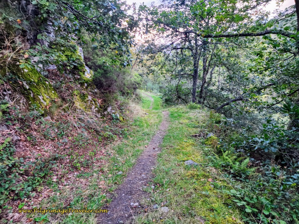 Continue Downhill on Forest Path