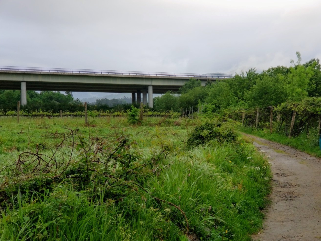 Lane Crosses Under A27 on day eighteen on the Central Route of the Portuguese Camino