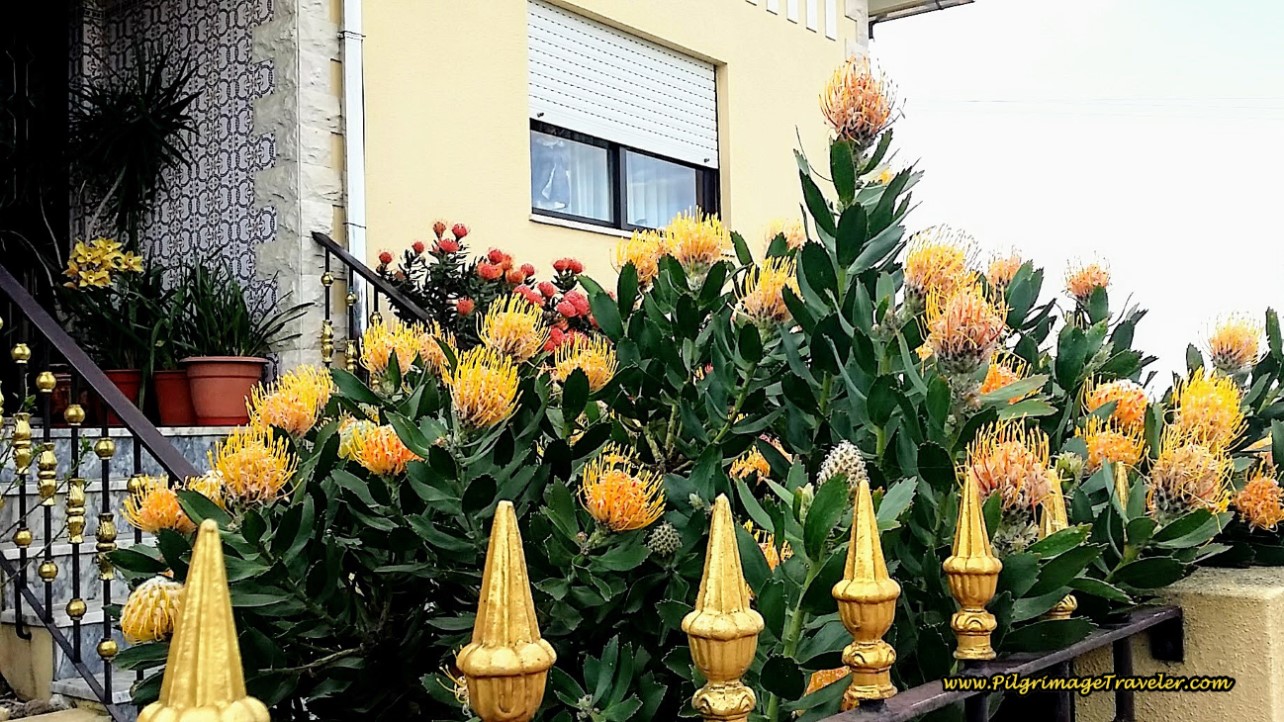 Protea at Home in Escusa