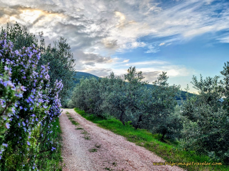 Way of St. Francis: Day Thirteen, Trevi to Poreta - Leave the Località Alvanischio on this Gravel Road