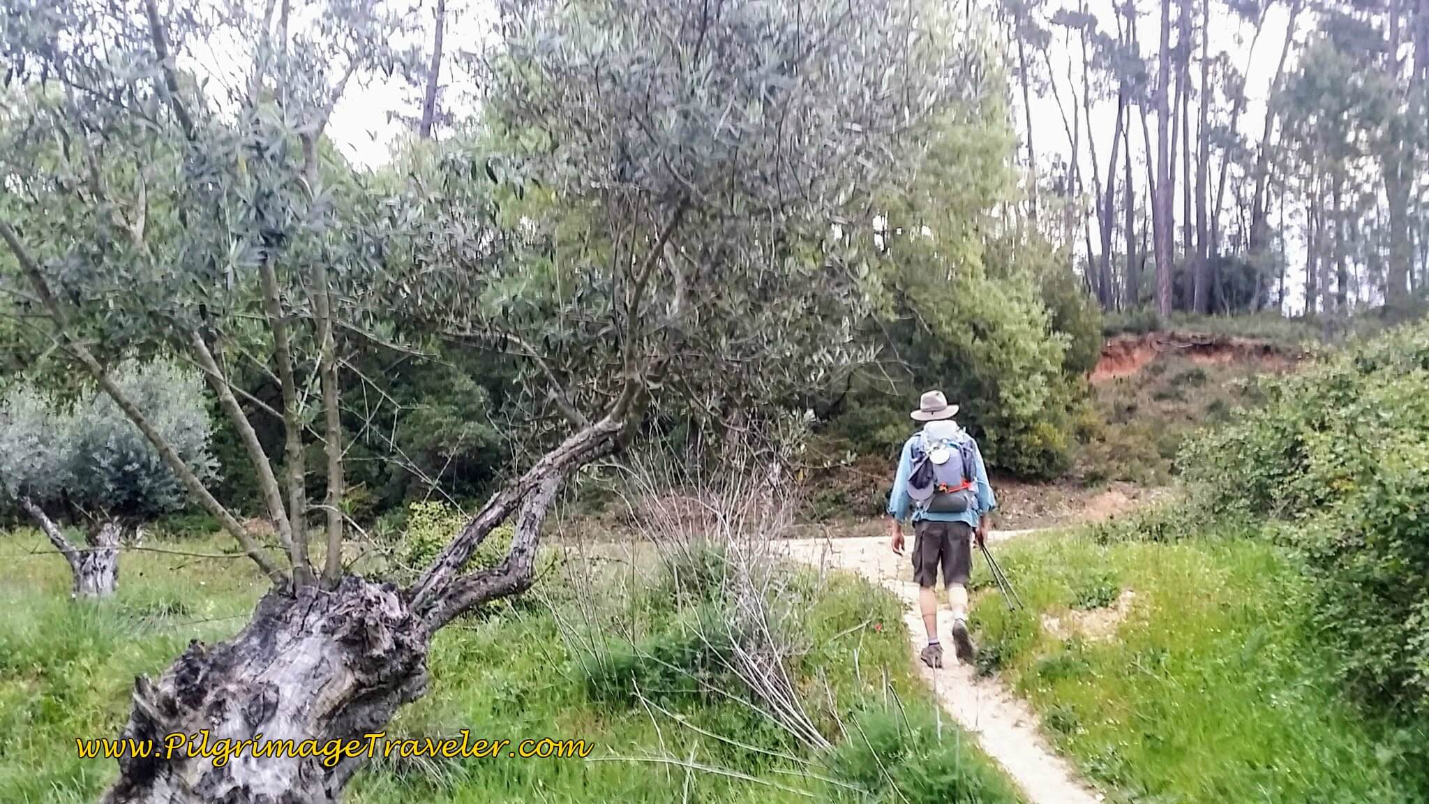 Turn Left at T-Intersection on the Portuguese Camino