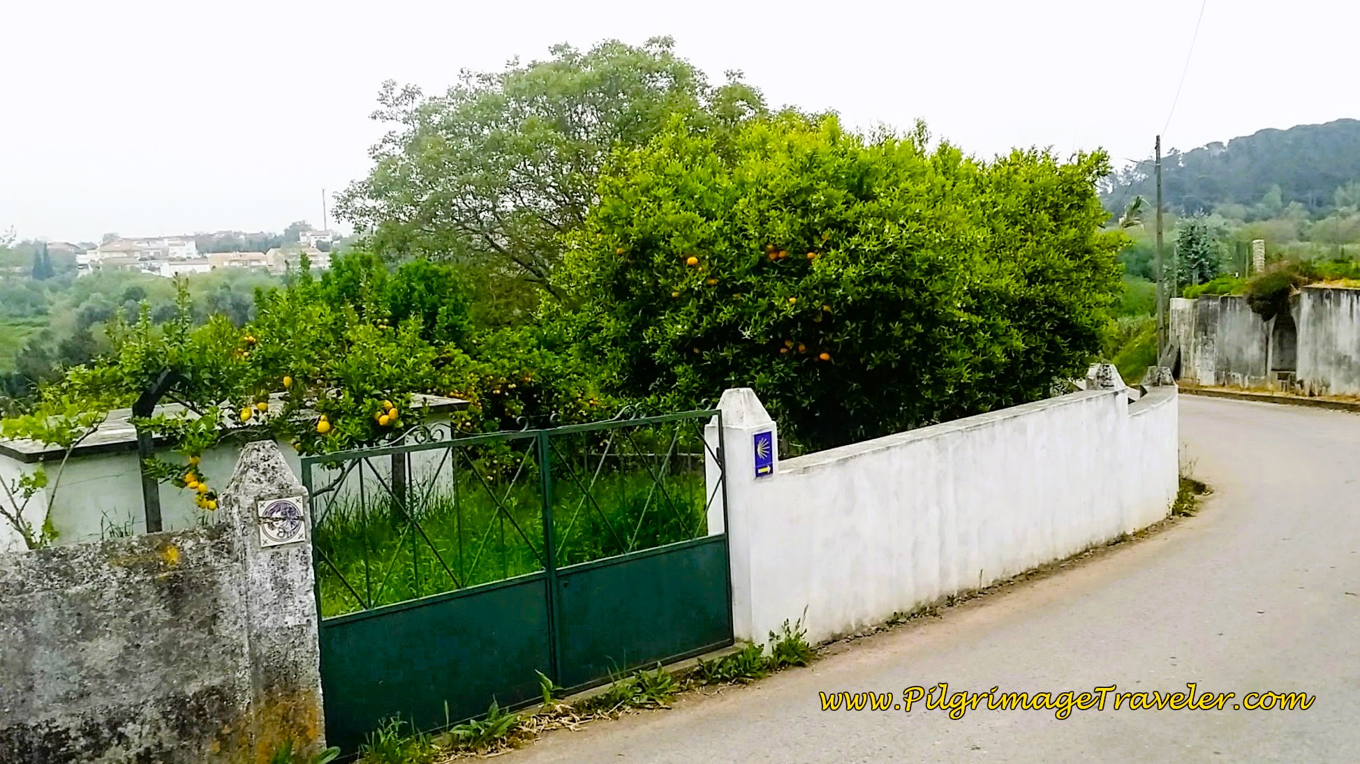 Luscious Oranges Along the Rua Ribeira on Day Nine, Camino Portugués