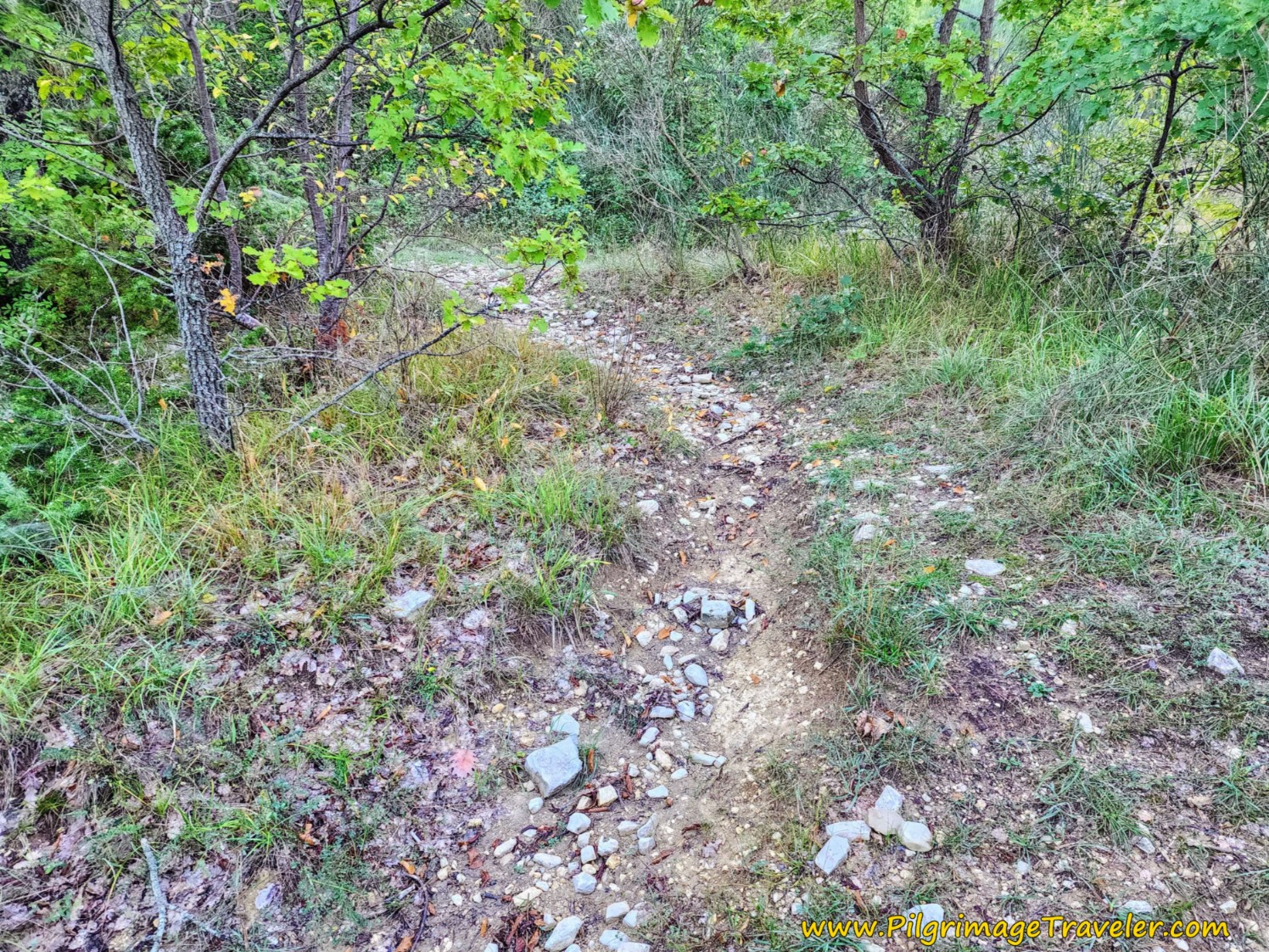 Open Flat Area on Trail