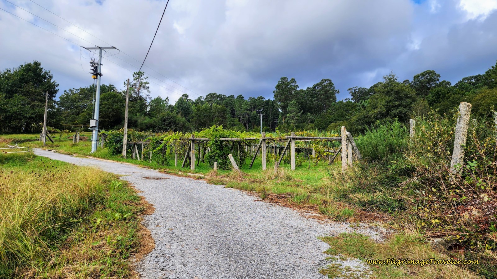 Narrow Paved Road Through Vineyards