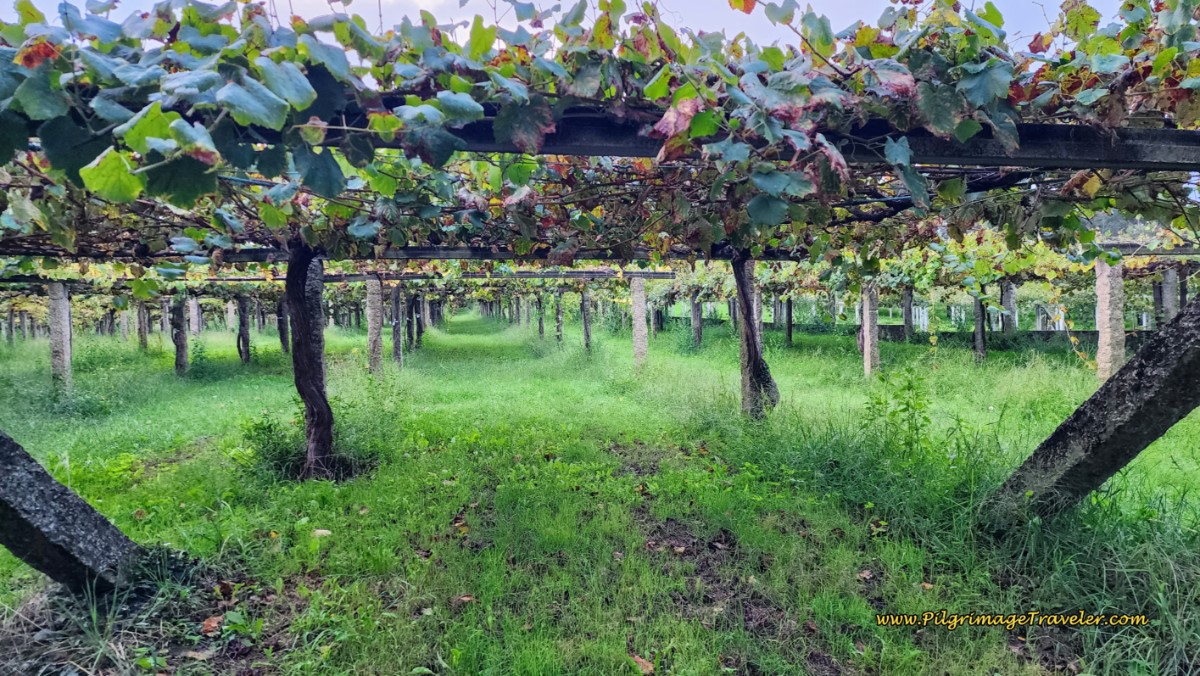 Rows and Rows of Vineyards