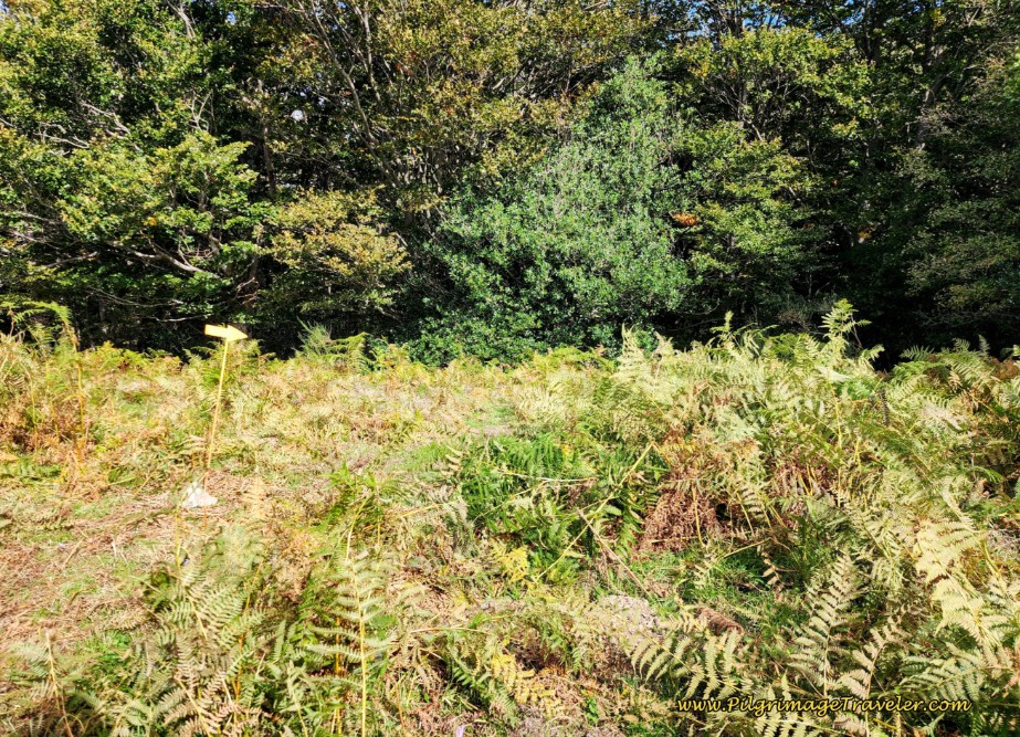 Trail Overgrown with Grass and Ferns