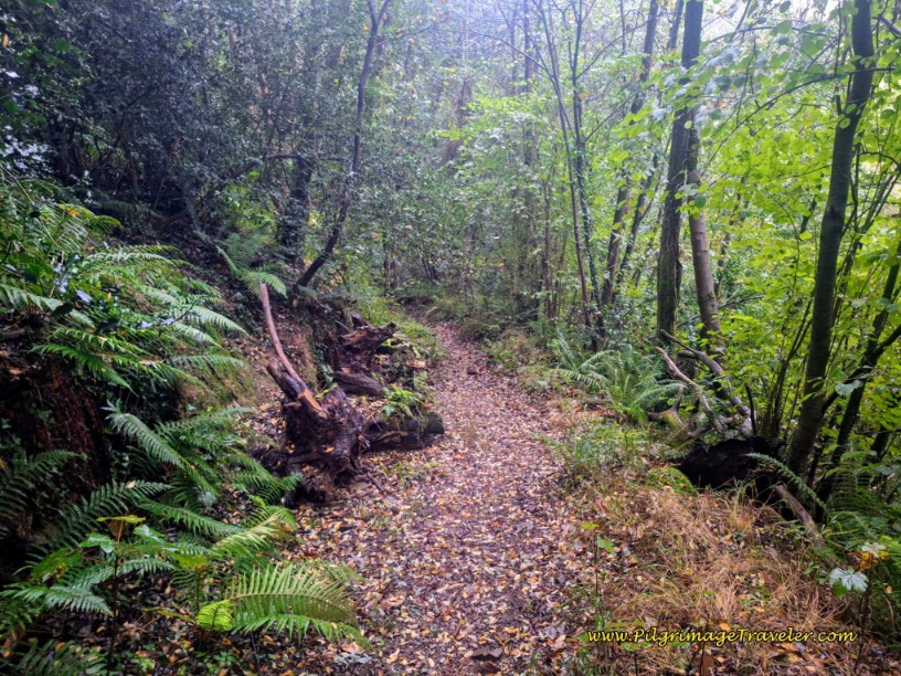 The Dense, Cool Forest Path The Dense, Cool Forest Path