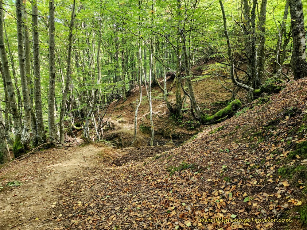 First Stream Crossing in the Woods