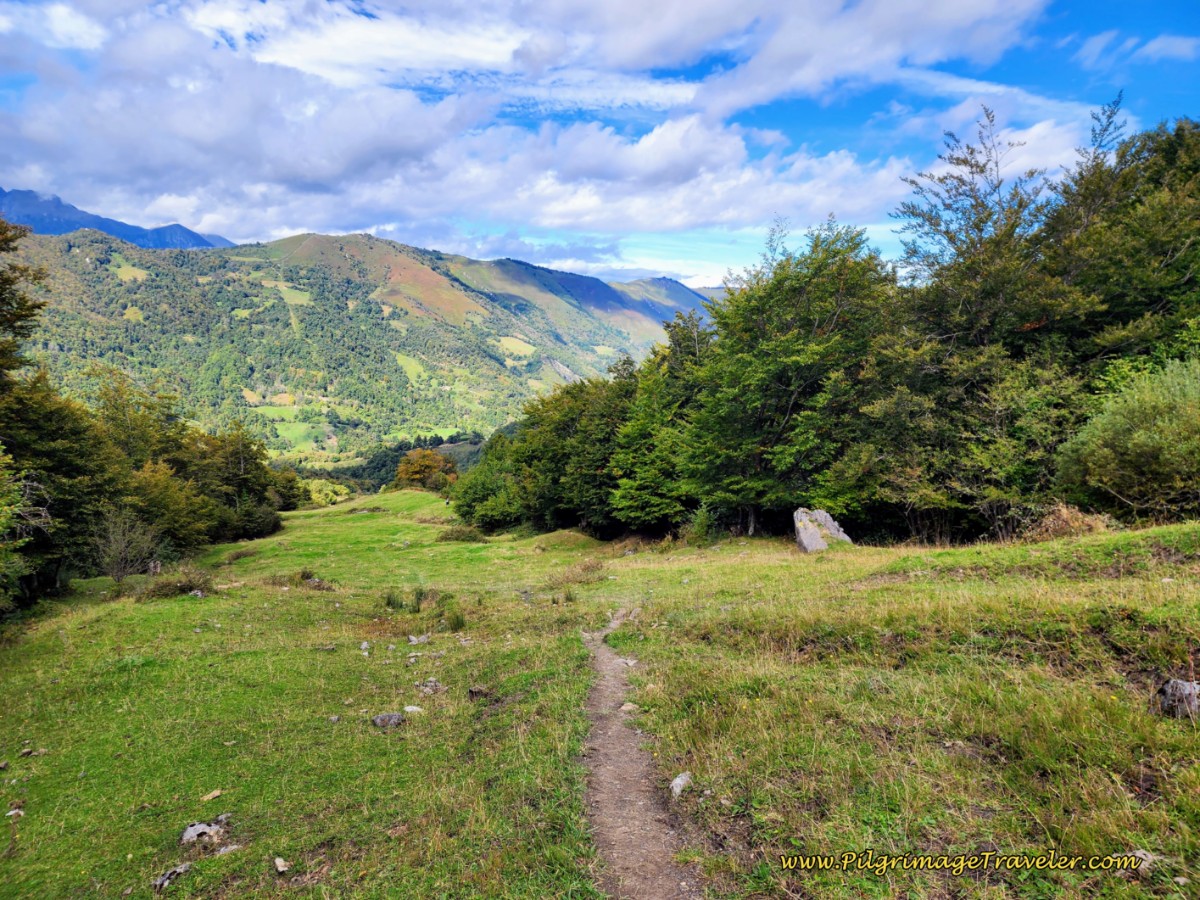 Faint Trail in Meadow