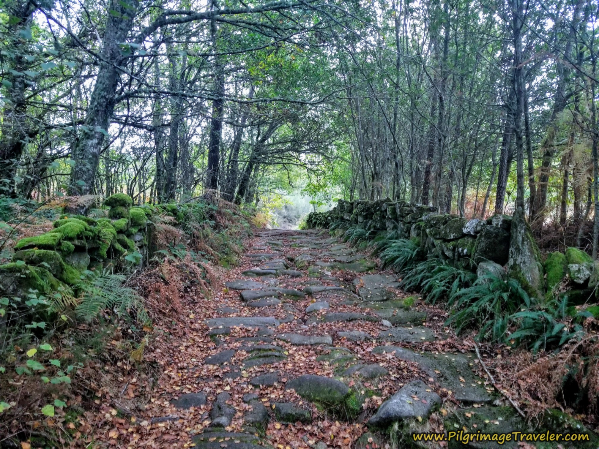 Pilgrimage Traveler Website Photo