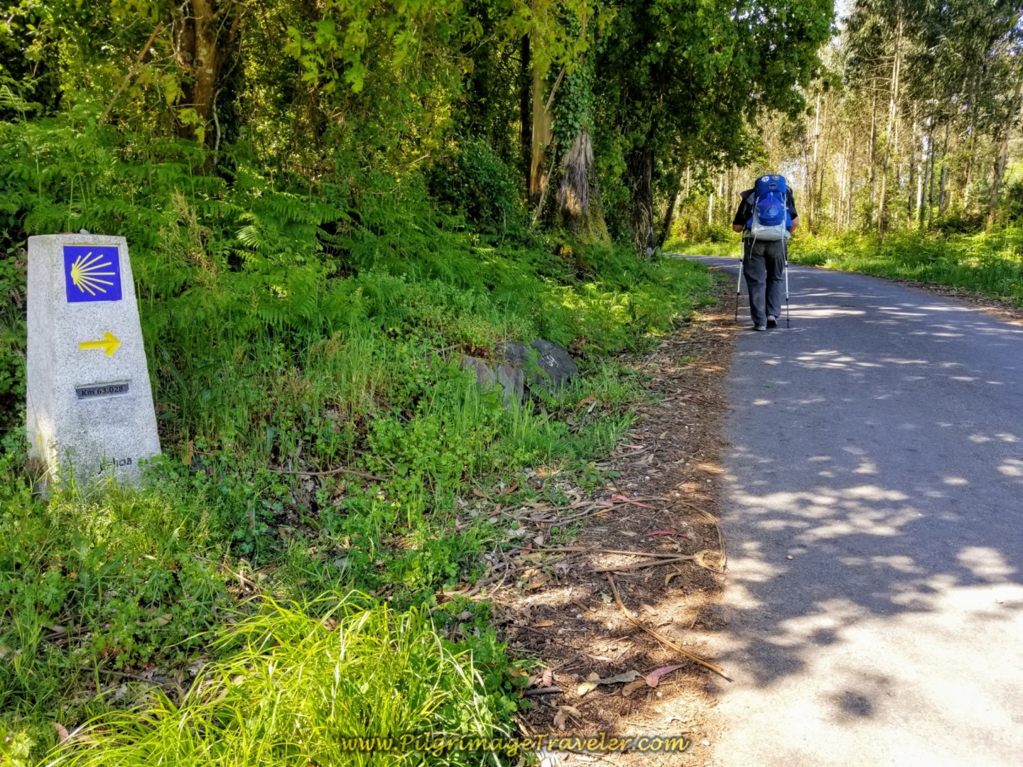 Into the Forest at Kilometer Marker 63 on day five of the Camino Inglés