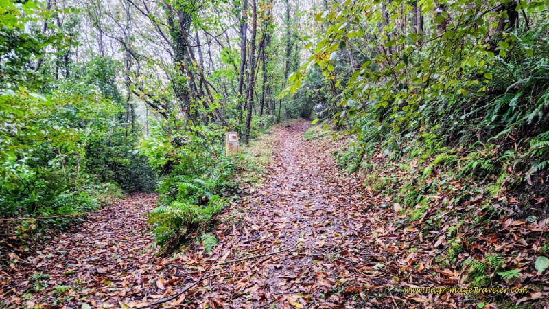 Uphill Towards the AS-219