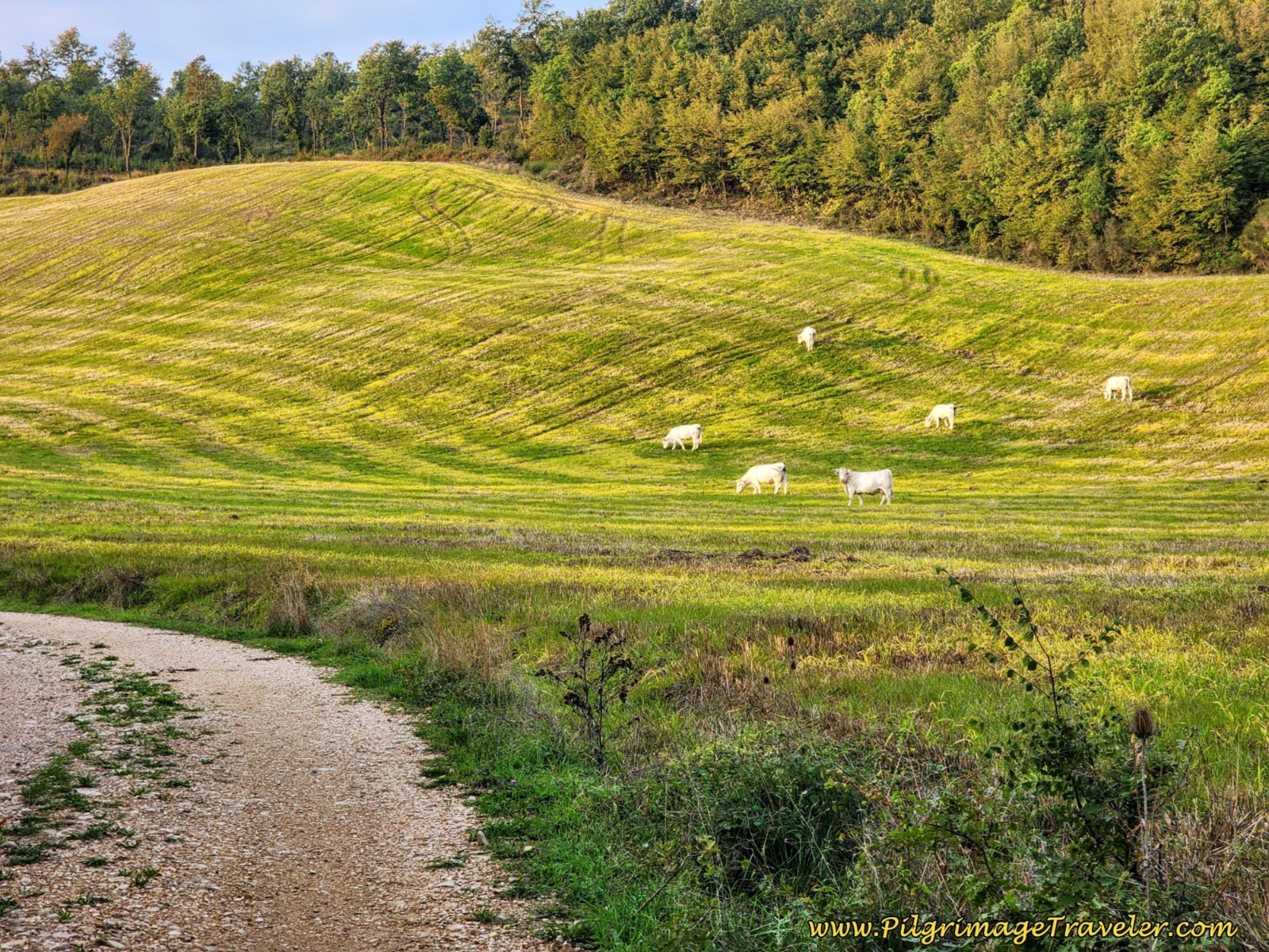 Sunlight on Pastures with White Cows