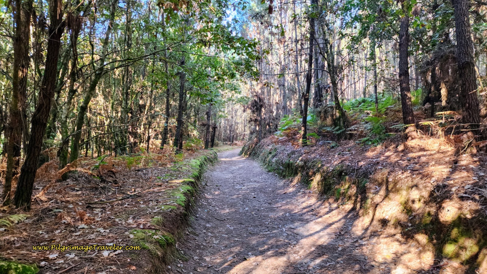 Forest Road Toward Pontecesures