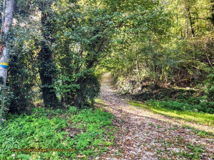 Way of St. Francis: Day Seventeen, Piediluco to Poggio Bustone - Left Turn at Homestead, Into the Forest