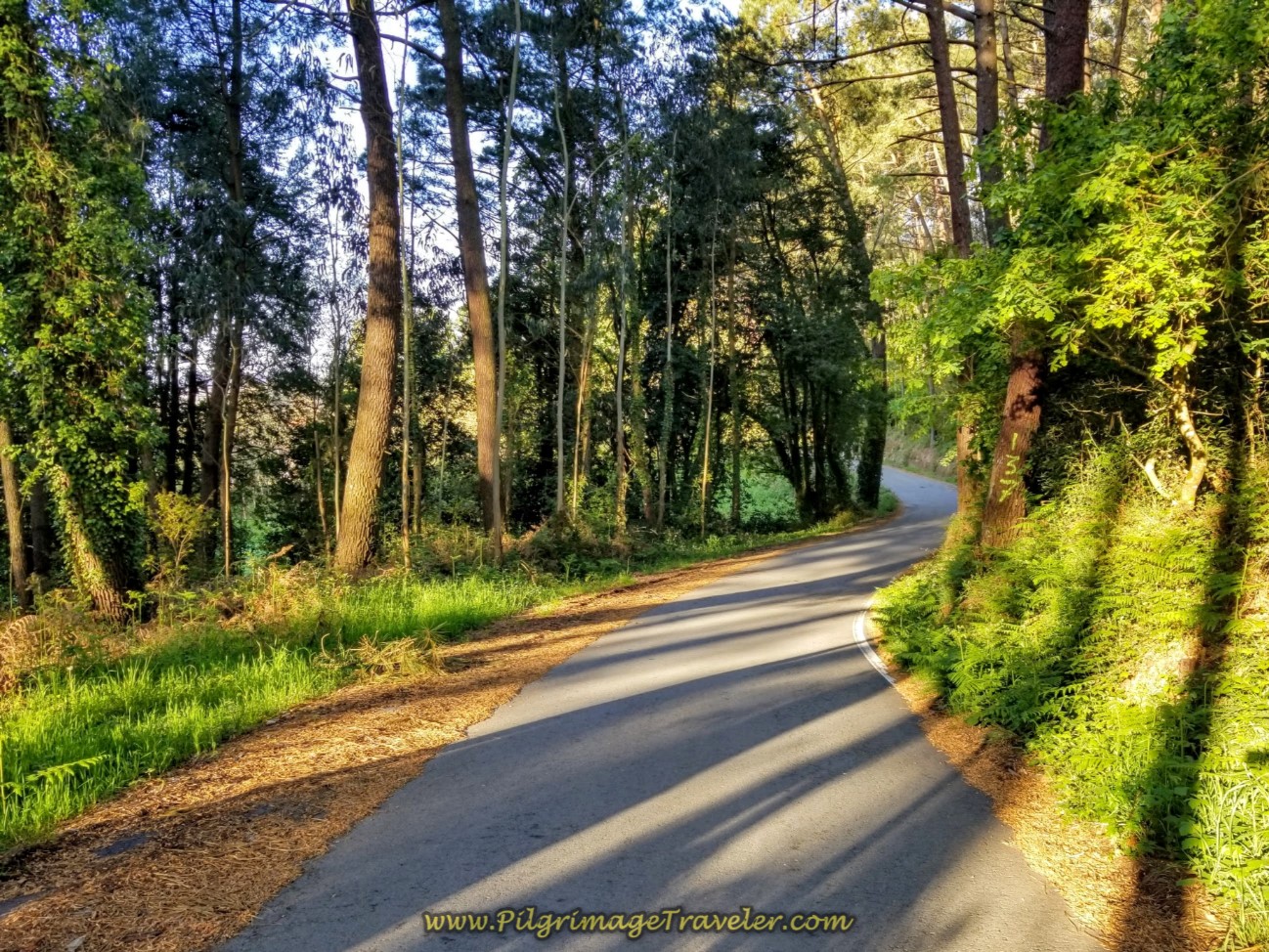 The Paved Camino Inglés Through Forest on Day Six