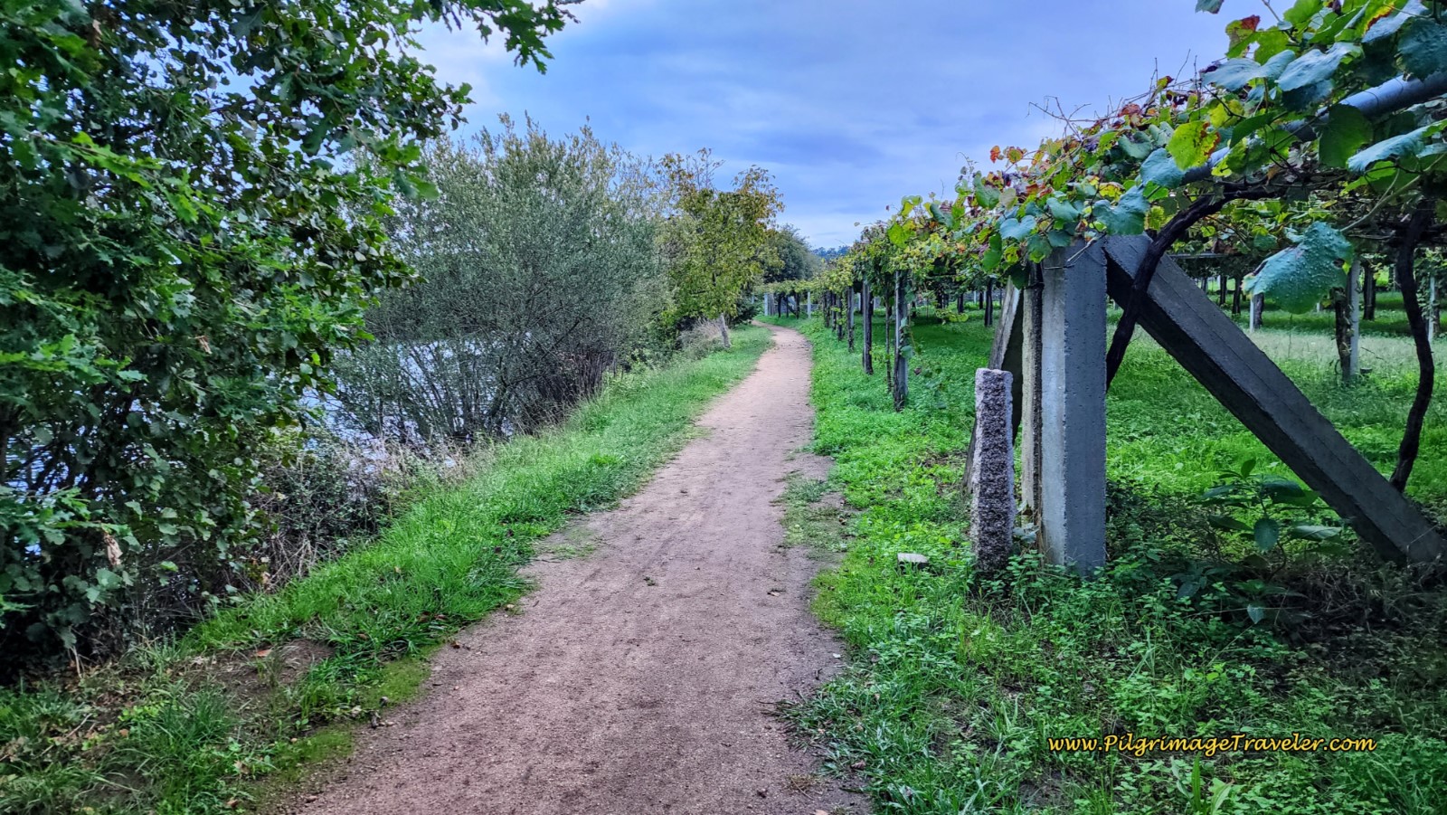 Lush Pathway Lined with Vineyards