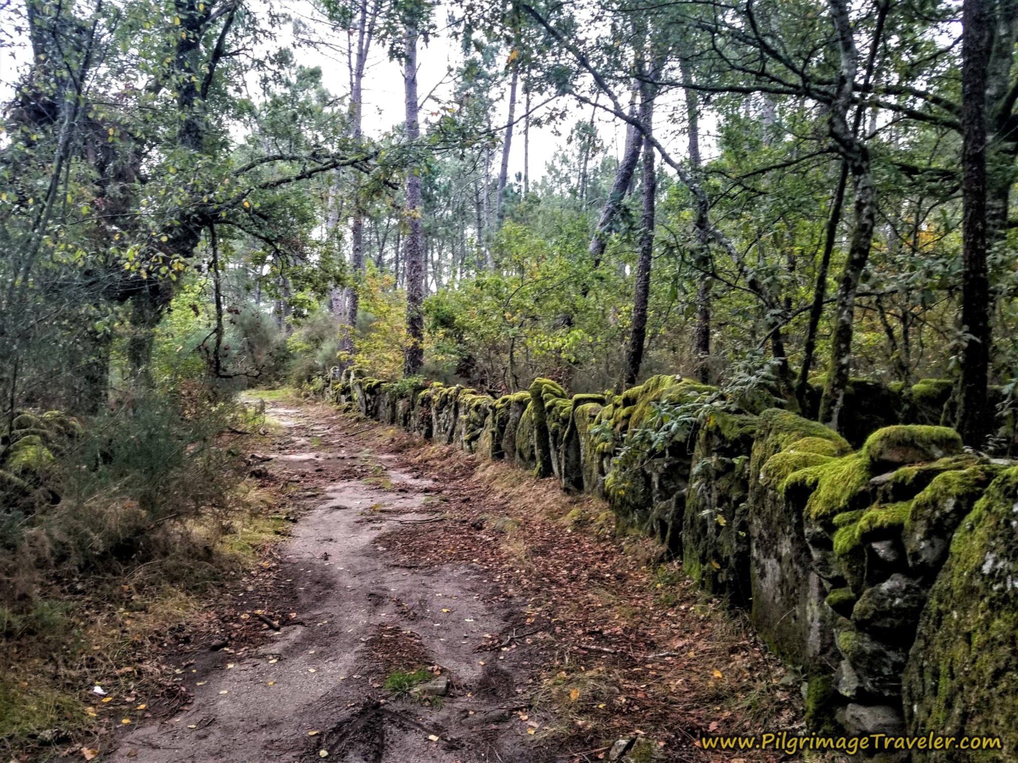 Stone Fence-Lined Road