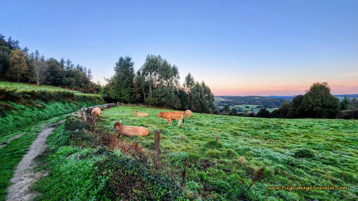 Leaving Padrón on a Farmer's Lane