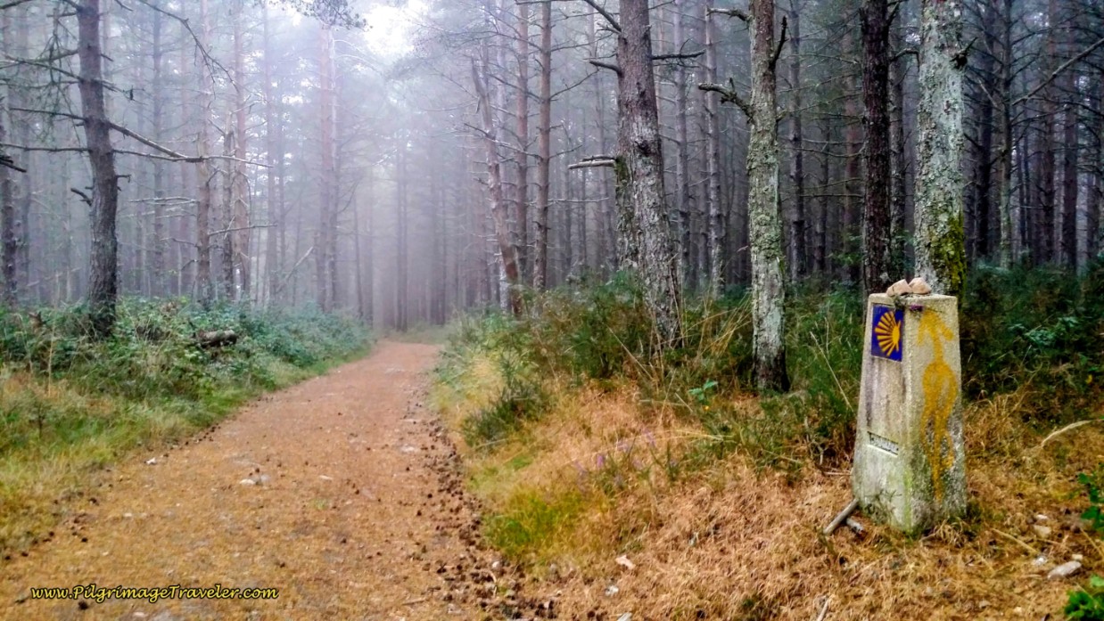Serene Walk Thru the Misty Forest