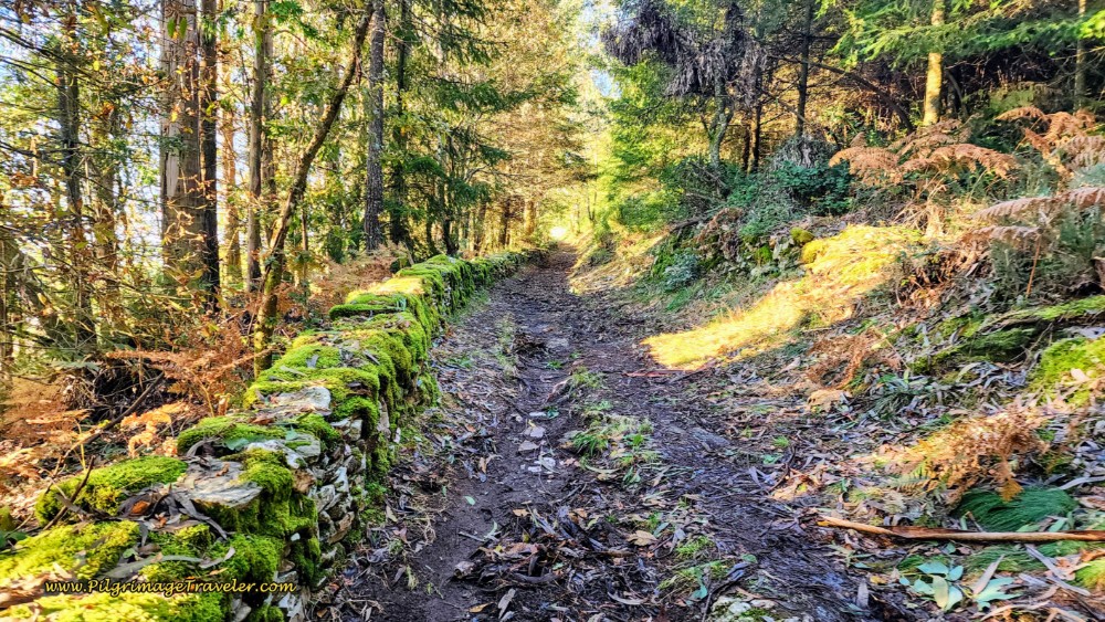 Forest Walk After Pedrafitelas