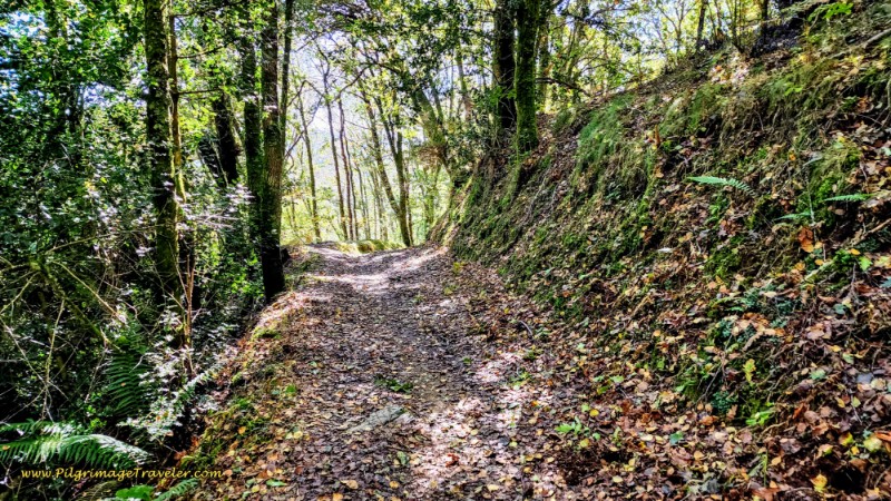Forest Walk After A Calzada