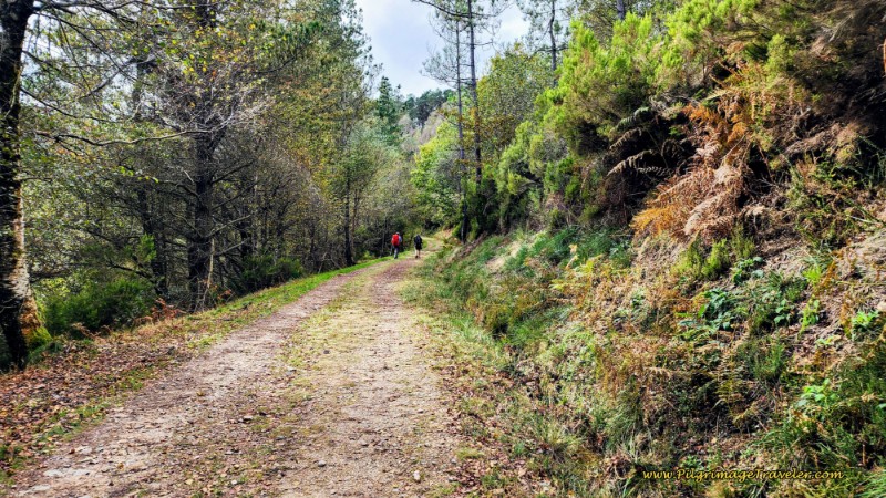 Back Again Into the Forest