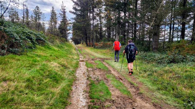 Not Much Shade in this Forest Either!
