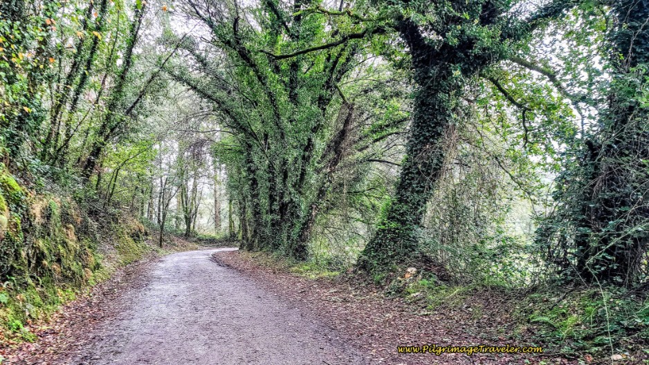 Long, Shaded Lane that Parallels the N-547 on Day Twelve, Camino Primitivo