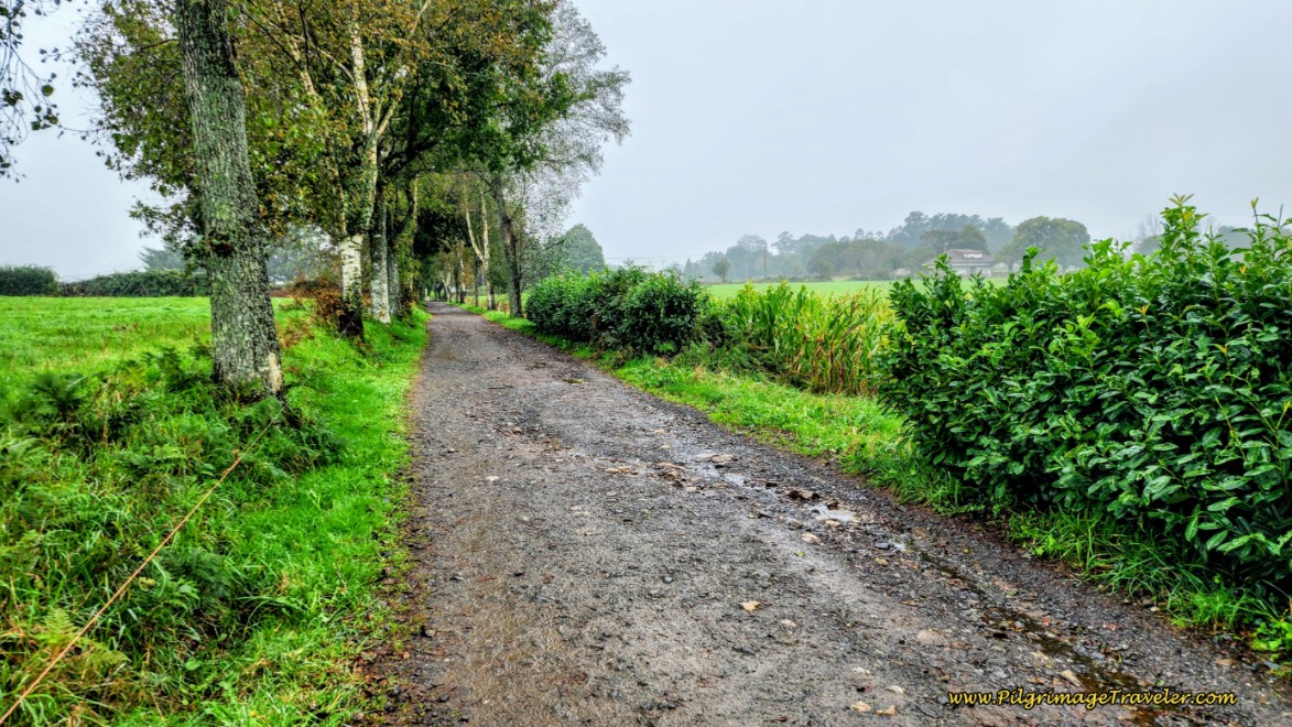 Country Lane Towards A Peroxa