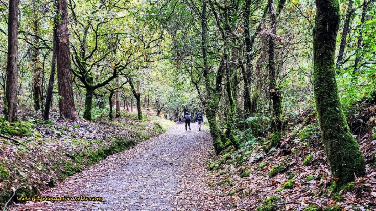 Forest Walk Near O Pedrouzo