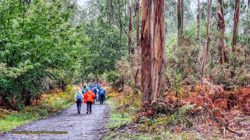 Tall Eucalyptus Trees