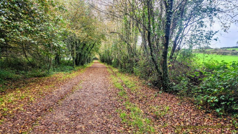 Lane Towards Vilouriz