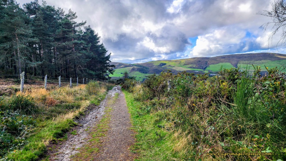 Forest Path Towards La Mesa