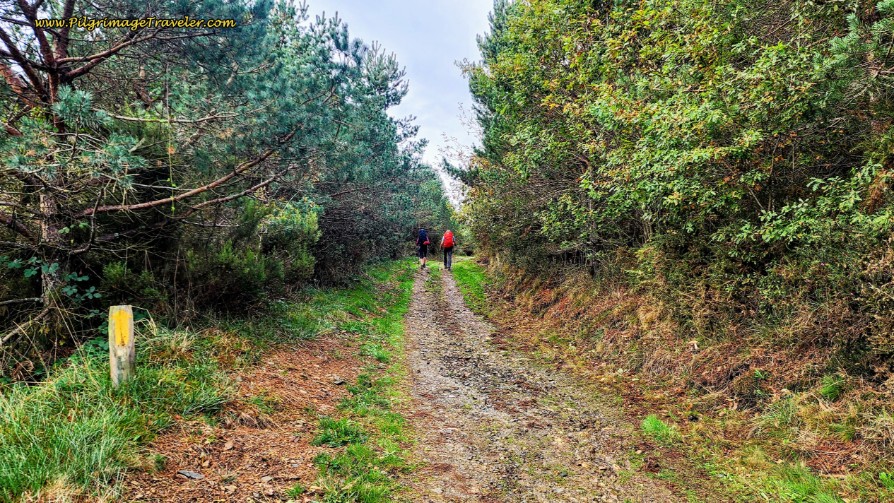 The Climb on Forest Lanes