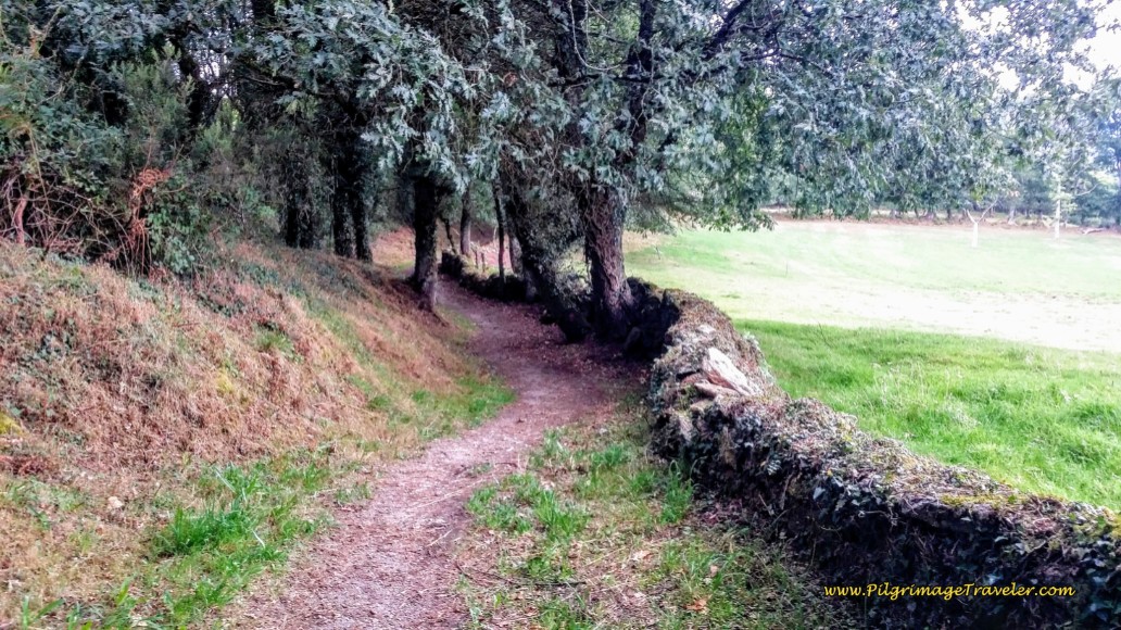 Forest Diversion to Bacurín on Day Ten, Camino Primitivo