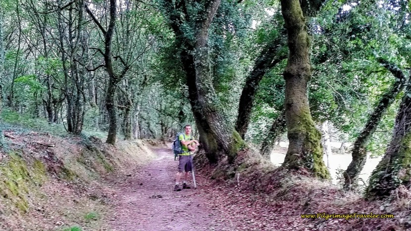 The Moss-Covered Enchanted Forest