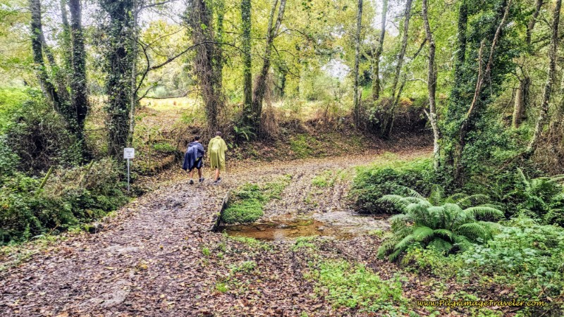 Cross Footbridge in the Forest