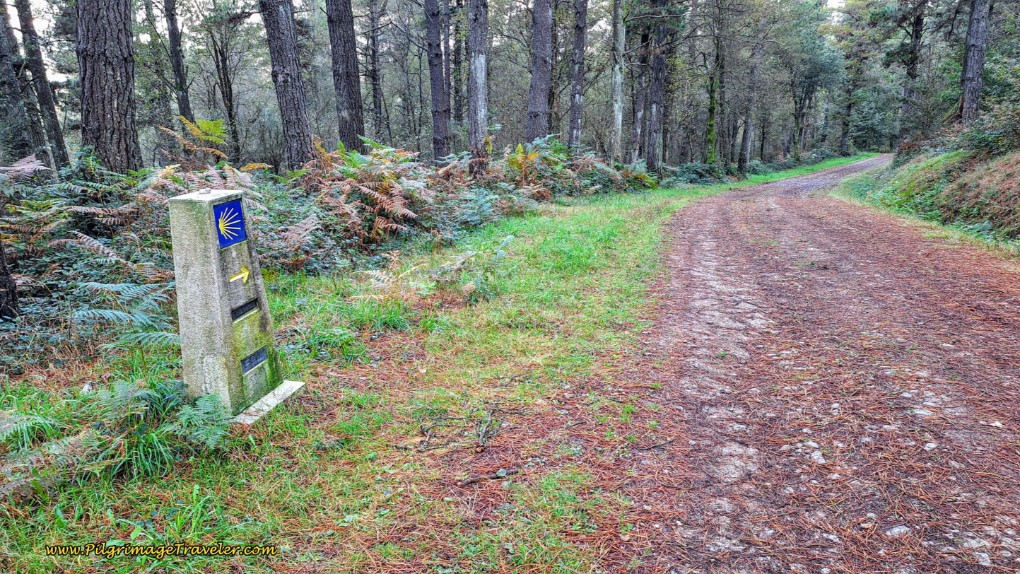 Walking on Forest Lanes