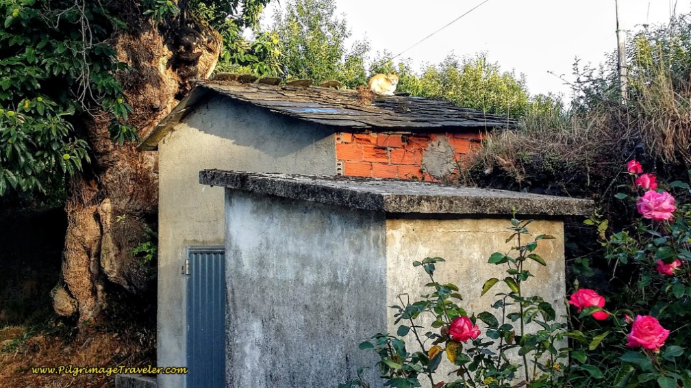 Camino Kitty Warming in the Sun