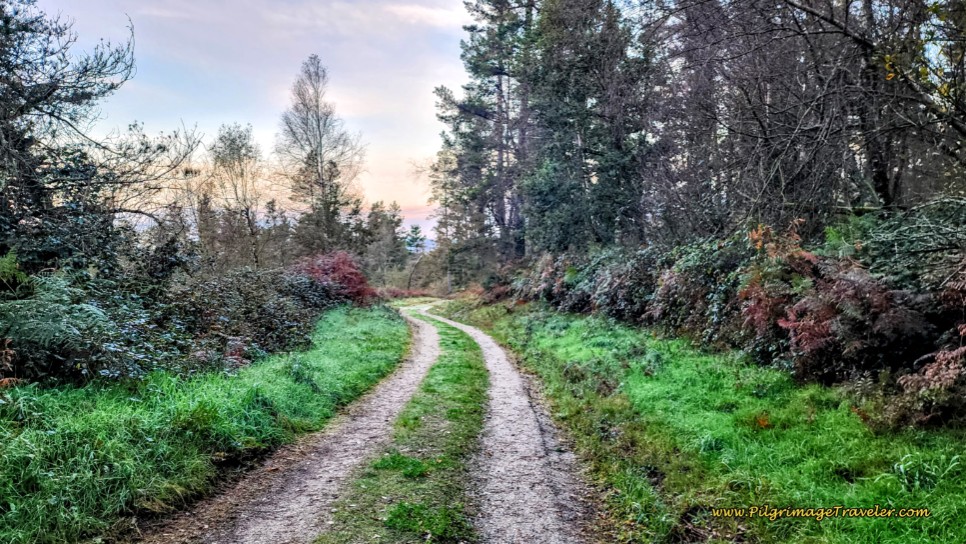 Forest Lanes Toward Vilalle 