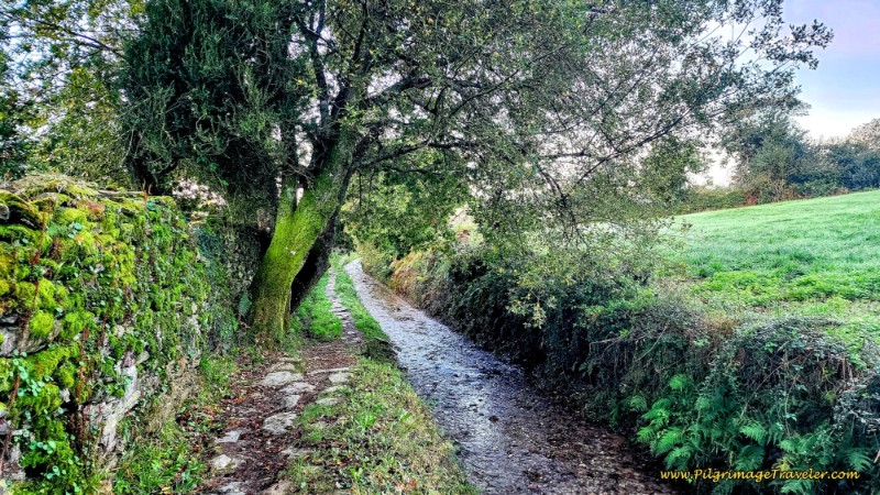 Follow the Stream on Path into Town