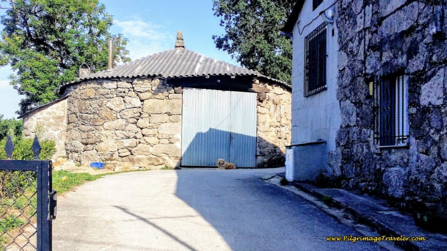 Camino Dog - Look Closely in the Shadow