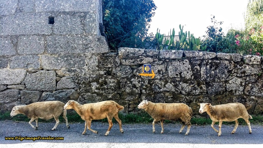 Camino Primitivo - Day 9: O Cádavo to Lugo, 29.8 Km  (18.52 Miles)